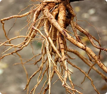 Ashwagandha in brain disorders