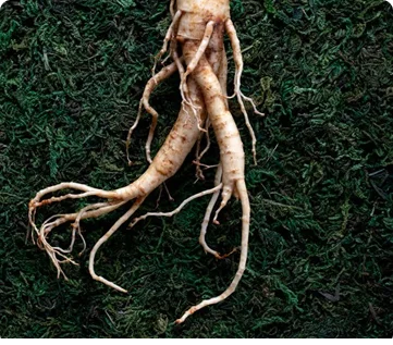 Benefit the Endocrine System?