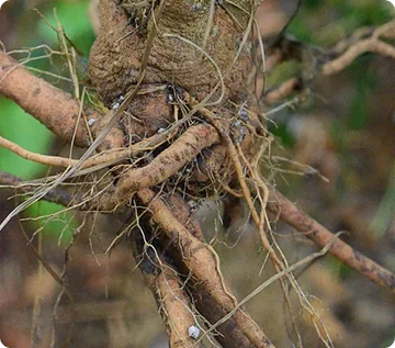 Scientific use of Ashwagandha